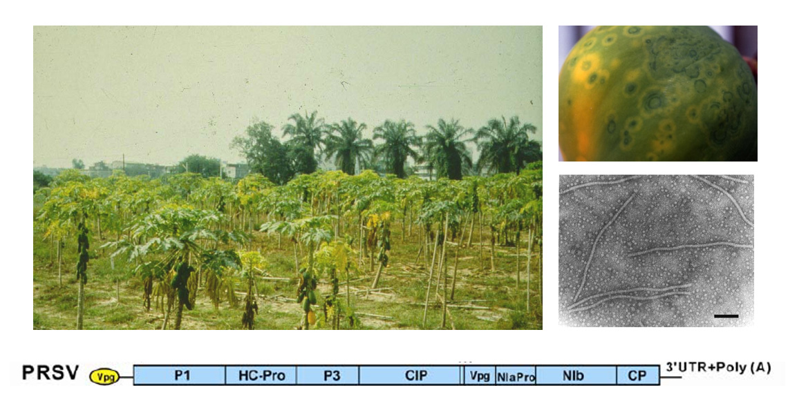 Figure1.PRSV-infected orchard, fruit, virus particles and genetic map